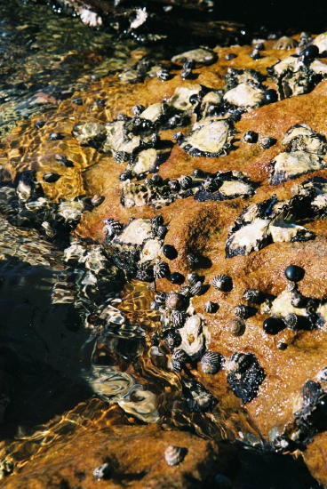 Sydney Rock Oysters